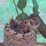 Olive feeding Dawn and Dusk 12 days old January 20th