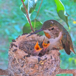 Dusk on the left Dawn on the right 13 days old January 21st