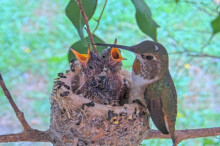 Olive feeding Dawn and Dusk 14 days old January 22nd