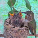 Olive feeding Dawn and Dusk 14 days old January 22nd