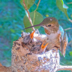 Olive feeding Dawn and Dusk 15 days old January 23rd