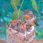 Olive feeding Dawn and Dusk 18 days old January 26th