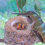 Olive feeding Dawn and Dusk 3 days old January 11th