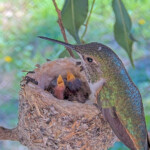 Olive feeding Dawn and Dusk 5 days old January 13th