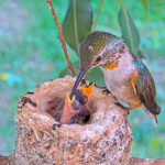 Olive feeding Dawn and Dusk 6 days old January 14th