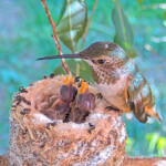 Olive feeding Dawn and Dusk 7 days old January 15th