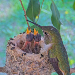 Olive feeding Dawn and Dusk 8 days old January 16th