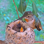 Olive feeding Dawn and Dusk 9 days old January 17th