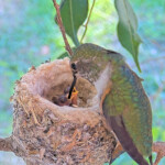 Olive feeding Dawn and Dusk 1 day old January 9th