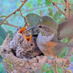 Olive feeding Jasper and Willow 17 and 18 days old - May 5th
