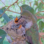 Olive feeding Jasper and Willow 16 and 17 days old - May 4th