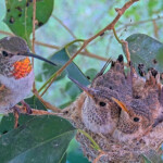 Olive feeding Jasper and Willow 20 and 21 days old - May 8th