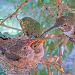Olive feeding Jasper and Willow 21 and 22 days old - May 9th