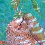 Olive feeding Skye 1 day old - March 8th