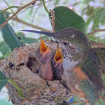 Olive feeding Willow 11 and Jasper 10 days old - April 28th