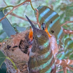 Olive feeding Willow 12 and Jasper 11 days old - April 29th