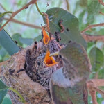 Olive feeding Willow and Jasper 15 and 14 days old - May 2nd