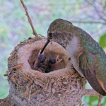 Olive feeding both chicks in the afternoon - May 31st Olive feeding both chicks in the afternoon - May 31st