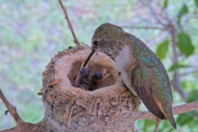 Olive feeding both chicks in the afternoon - May 31st