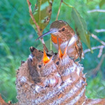 Olive feeding chicks 19 and 21 days old - March 28th