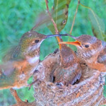 Olive feeding chicks 20 and 22 days old - March 29th