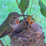 Olive feeding chicks 21 and 23 days old - March 30th