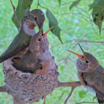 Olive feeding chicks 22 and 24 days old - March 31st