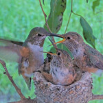 Olive feeding chicks 23 and 25 days old - April 1st