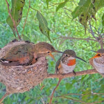 Olive feeding chicks 24 and 26 days old - April 2nd