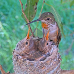 Olive feeding chicks - March 27th