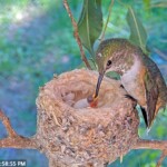 Olive feeding her first new baby