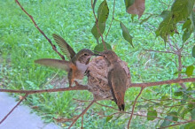 Olive feeds Dusk for the last time on the nest 8:50 AM February 4th
