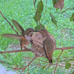 Olive feeds Dusk for the last time on the nest 8:50 AM February 4th