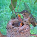 Olive feeds Skye 7 and Sunny 5 days old - March 14th