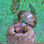 Olive feeds Skye 7 days old and Sunny 5 days old - March 13th