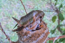 Olive feeds Summer sitting on the nest - June 4th