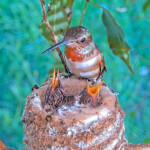 Olive feeds chicks 10 and 12 days old - March 19th