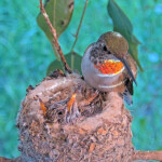 Olive feeds chicks 11 and 13 days old - March 20th