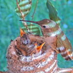 Olive feeds chicks 12 and 14 days old - March 21st