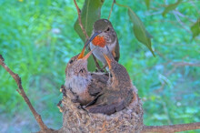 Olive feeds chicks from the branch chicks 23 days old