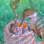 Olive feeds her chicks 14 and 16 days old - March 23rd