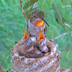 Olive feeds her chicks 15 and 17 days old - March 24th