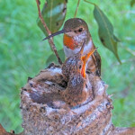 Olive feeds her chicks 16 and 18 days old - March 25th