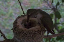 Olive feeds second chick for the first time - May 31st