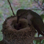 Olive feeds second chick for the first time - May 31st Olive feeds second chick for the first time - May 31st