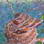 Olive feeds then cuddles with the chicks - June 12th Olive feeds then cuddles with the chicks - June 12th