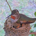 Olive feeds then cuddles with the chicks - June 9th Olive feeds then cuddles with the chicks - June 9th