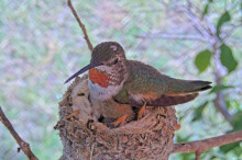 Olive feeds then cuddles with the chicks - June 9th