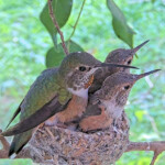 Olive hanging out with her chicks 25 days old February 2nd