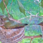 Olive has an intruder - February 22nd